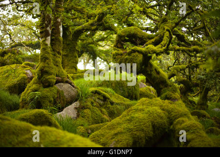 Moss ricoperta di rocce e alberi di quercia in legno Wistmans, vicino al villaggio di due ponti, Devon, Regno Unito Foto Stock