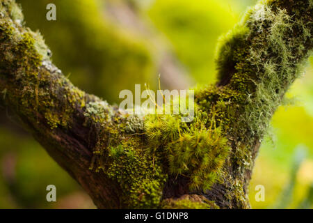 Close up dei muschi che crescono su un ramo di albero in legno wistmans, Devon, Regno Unito Foto Stock