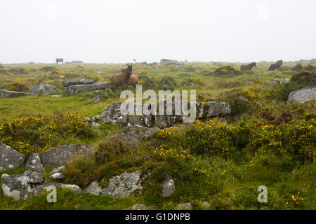 Dartmoor pony e bestiame in piedi nella nebbia sul pendio di una collina vicino wistmans legno, devon Foto Stock