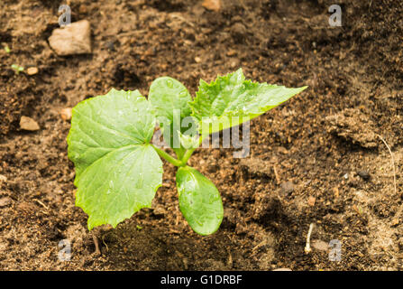 Germoglio verde con foglio cetriolo cresce su terreni da parte di primavera Foto Stock