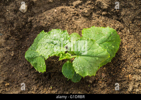 Germoglio verde con foglio cetriolo cresce su terreni da parte di primavera Foto Stock