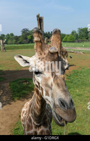 La giraffa a Cotswold Wildlife Park Foto Stock