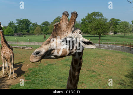 Close up della giraffa a Cotswold Wildlife Park Foto Stock