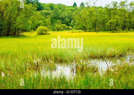 Zona umida Ludderburn a est del lago di Windermere nel Lake District, precedentemente poco Ludderburn Tarn, ora un labirinto di paludi e piscine Foto Stock