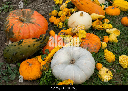 New York, Cooperstown. Caduta pumpkin patch. Foto Stock