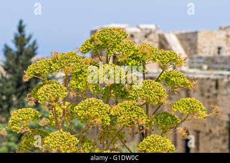 Cipro del Nord il finocchio selvatico con teste di seme che cresce in castello a Kyrenia Foto Stock