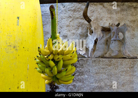 La maturazione delle banane appeso di fronte a un muro di pietra con un teschio di sterzo in un patio di una casa a Todos Santos, Baja California Sur, Messico. Foto Stock