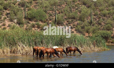 Sentito parlare di cavalli selvaggi bere acqua da un flusso Foto Stock