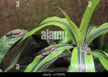 Una locusta migratoria (Locusta migratoria) seduto su una foglia con un predatore sfocate, Wallace's flying frog (Rhacophorus nigro Foto Stock