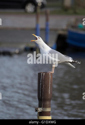 Aringa europea gabbiano (Larus argentatus) chiamate mentre è seduto sul palo metallico con sfondo sfocato. Foto Stock