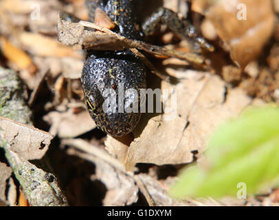Un alipne newt (Ichthyosaura alpestris) seduto a terra al sole. Foto Stock