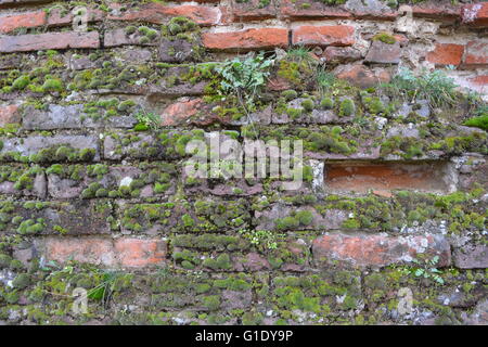 Vecchio rosso mattone parete ricoperta da moss Foto Stock