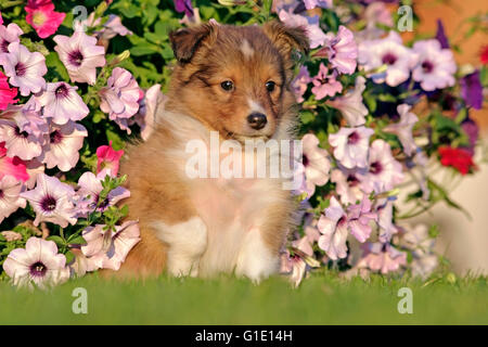 Shetland Sheepdog cucciolo seduto in erba da fiori Foto Stock