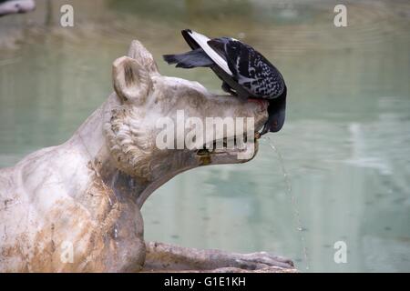 Pigeon bevande acqua dalla statua di cani Foto Stock