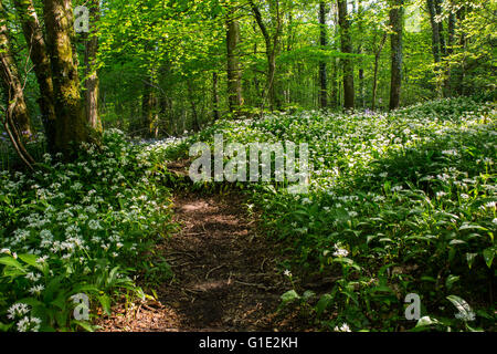 Cardiff, Regno Unito. 13 Maggio, 2016. Regno Unito Meteo: aglio selvatico tappeto di fiori di bosco piano nell'antica Wenallt boschi nel nord auto Foto Stock