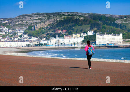 Llandudno, Conwy County, il Galles del Nord, Regno Unito. 13 maggio 2016. Regno Unito Meteo- REGNO UNITO le temperature rimangono alte al di sopra del Regno Unito per oggi ma non scenderà al di sotto del normale nei prossimi giorni. Una mattina walker godersi il caldo condizioni soleggiate mentre si camminava alonge Llandudno Promenade. La discesa è la Great Orme e Tourist Hotel e B&B Foto Stock