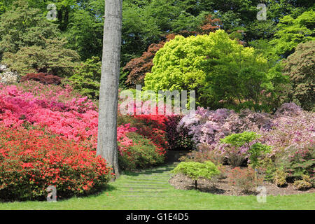 Il Punch Bowl nella valle giardini a Virginia Water, Surrey, Regno Unito. 13 maggio 2016. Incredibili colori vibranti di rosa e rosso come le azalee entrano in fiore a Virginia Water, Surrey. La zona conosciuta come il Punch Bowl è pieno di fiori colorati e alberi specemin, e vale bene una visita. Credito: Julia Gavin UK/Alamy Live News Foto Stock