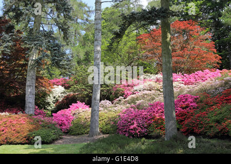 Il Punch Bowl nella valle giardini a Virginia Water, Surrey, Regno Unito. 13 maggio 2016. Incredibili colori vibranti di rosa e rosso come le azalee entrano in fiore a Virginia Water, Surrey. La zona conosciuta come il Punch Bowl è pieno di fiori colorati e alberi specemin, e vale bene una visita. Credito: Julia Gavin UK/Alamy Live News Foto Stock