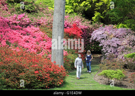 Il Punch Bowl nella valle giardini a Virginia Water, Surrey, Regno Unito. 13 maggio 2016. Circondato da splendidi colori vibranti di rosa e rosso come le azalee entrano in fiore a Virginia Water, Surrey. La zona conosciuta come il Punch Bowl è pieno di fiori colorati e alberi specemin, e vale bene una visita. Credito: Julia Gavin UK/Alamy Live News Foto Stock