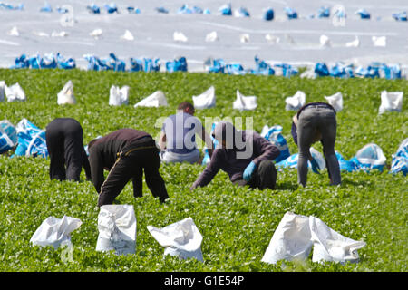 Lavoratori migranti di salad farm che dilagano le colture di lattuga a Tarleton, Lancashire, Regno Unito Foto Stock