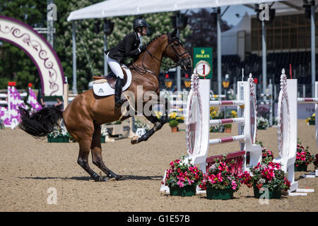 Grande Windsor Park, Windsor, Regno Unito. 13 Maggio, 2016. Royal Windsor Horse Show. Tiffany Foster in Manama picchetti di velocità. Credito: Azione Sport Plus/Alamy Live News Foto Stock