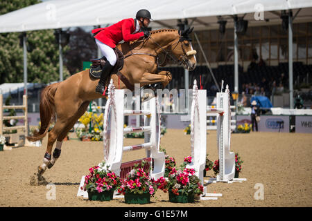 Grande Windsor Park, Windsor, Regno Unito. 13 Maggio, 2016. Royal Windsor Horse Show. Rowan Willis in Manama picchetti di velocità. Credito: Azione Sport Plus/Alamy Live News Foto Stock