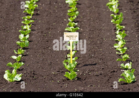 L'Antartide insalata di lattuga raccolti piantati da lavoratori migranti lavoratori agricoli in Tarleton, Lancashire, Regno Unito Foto Stock