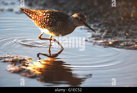 (160514) -- LIMINKA (Finlandia), 14 maggio 2016 (Xinhua) -- Un legno sandpiper cerca di cibo nella terra bagnata nella baia di Liminka, Finlandia il 13 maggio 2016. Liminka Bay, situato nel nord-ovest della Finlandia, è uno dei più preziosi habitat di uccelli in Europa, dove si può guardare oltre 200 specie diverse di uccelli ogni anno più di 160 dei quali nidificano in zona. Ogni primavera, i migranti di iniziare a raccogliere qui. È un luogo preferito per il birdwatching e la fotografia di uccelli in Finlandia. (Xinhua/Zhang Xuan) Foto Stock