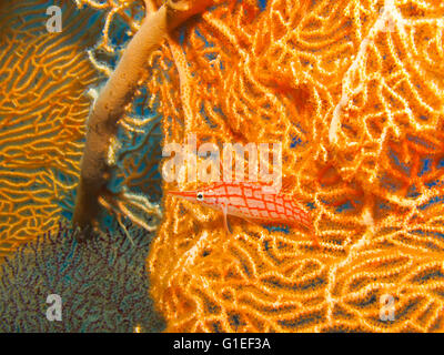 Longnose Hawkfish su un ventilatore di mare Foto Stock