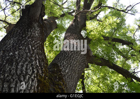 Silhouette di un vecchio Ash-tree Foto Stock