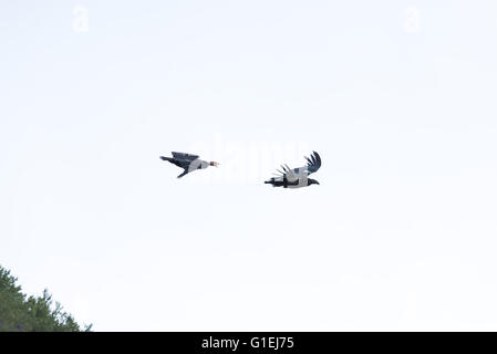 California condor Gymnogyps californianus in volo su Big Sur in California Foto Stock