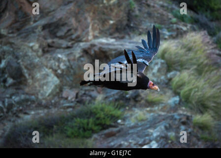Un California condor Gymnogyps californianus in volo su Big Sur in California Foto Stock