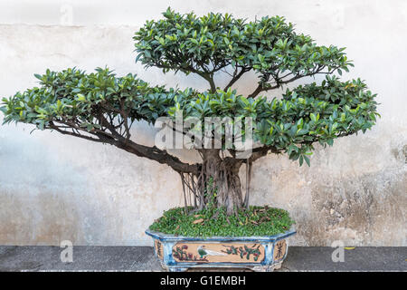 Bonsai fico, Zhu Family Garden, Jianshui antica Città, Provincia di Yunnan in Cina Foto Stock