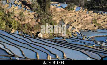 Terrazze di riso al sole, Quanfuzhuang, Yuanyang County, nella provincia dello Yunnan in Cina Foto Stock