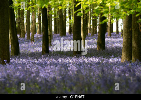 Sunshine attraverso i faggi in inglese native bluebell boschi, Ashridge, Inghilterra, Regno Unito. Foto Stock