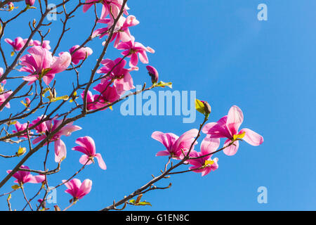 Fiori di colore rosa di albero di magnolia su blu brillante sullo sfondo del cielo, closeup foto con messa a fuoco selettiva Foto Stock