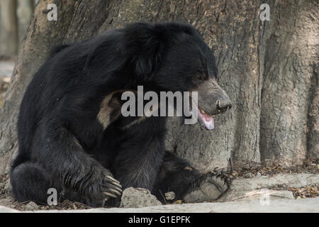 Loth orso, Melursus ursinus, Ursidae, Asia Foto Stock