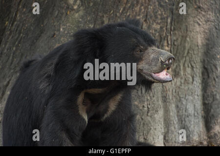 Loth orso, Melursus ursinus, Ursidae, Asia Foto Stock