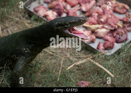 Lizard monitor, Varanus salvator, Varanidae, Asia Foto Stock