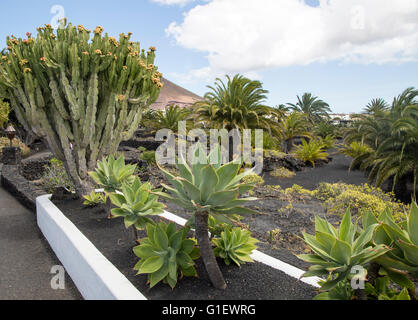 I cactus in giardino alla Fundación César Manrique, Taro de Tahíche, Lanzarote, Isole canarie, Spagna Foto Stock