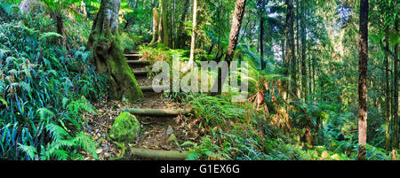 Fasi di isolato via turistica fino alla cattedrale creek di Mt Irvine nelle Blue Mountains, Australia. Il verde lussureggiante foresta pluviale wet Foto Stock