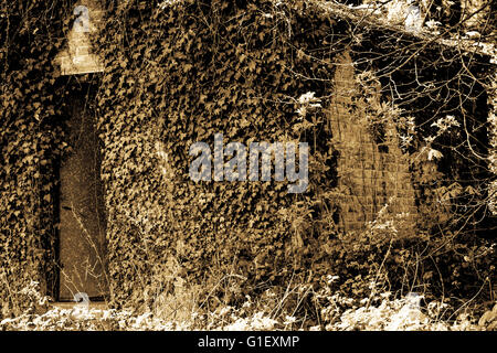 Vecchio deserta abbandonato Stato legno abbandonato Shed o Lodge coperto in sottobosco e piante Ivy Foto Stock