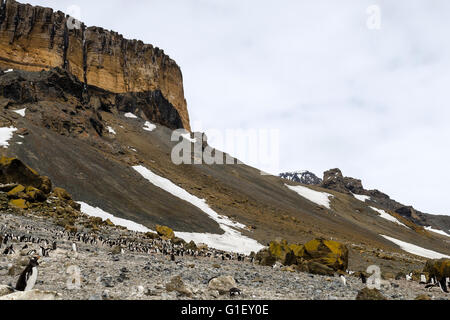 La colonia dei pinguini di Gentoo (Pygoscelis papua) Brown Bluff Penisola Antartica Antartide Foto Stock