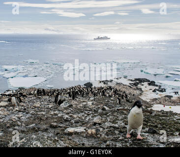 La colonia dei pinguini AdŽlie (Pygoscelis adeliae) Robbia scogliere Penisola Antartica Antartide Foto Stock
