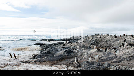 La colonia dei pinguini AdŽlie (Pygoscelis adeliae) Robbia scogliere Penisola Antartica Antartide Foto Stock