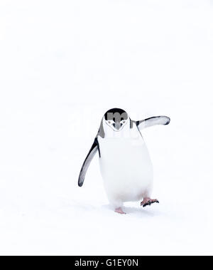 Pinguini Chinstrap (Pygoscelis Antartide) Half Moon Island Penisola Antartica Antartide Foto Stock