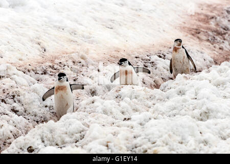 Pinguini Chinstrap (Pygoscelis Antartide) camminando sul pinguino autostrada per nidificare Half Moon Island Penisola Antartica Antartide Foto Stock