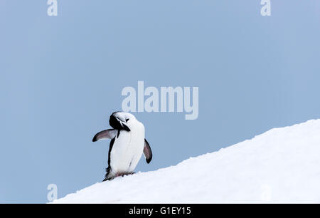 Pinguini Chinstrap (Pygoscelis Antartide) toelettatura sulla neve Half Moon Island Penisola Antartica Antartide Foto Stock