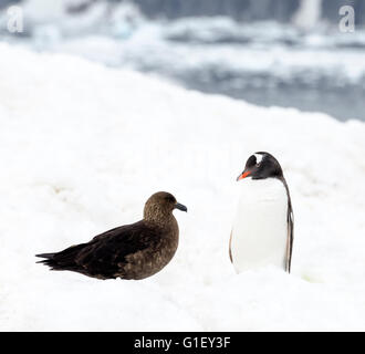 Skua marrone (Stercorarius antarcticus) e gentoo penguin (Pygoscelis papua) Neko Harbour Penisola Antartica Antartide Foto Stock