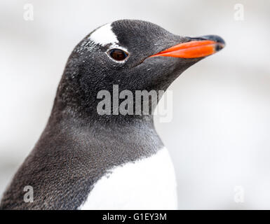 Pinguino Gentoo (Pygoscelis papua) close up Neko Harbour Penisola Antartica Antartide Foto Stock